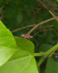 Heteroptera