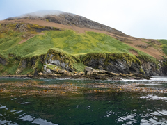 Macrocystis pyrifera