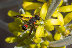 Leptochilus cruentatus