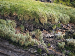 Leucocarbo georgianus