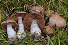 Cortinarius saturninus