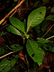 Solanum anceps