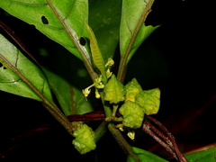Solanum anceps