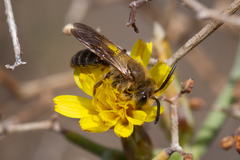 Andrena mediovittata