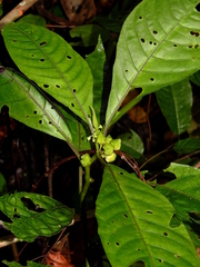 Solanum anceps