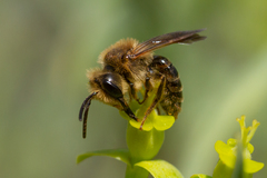 Andrena mediovittata