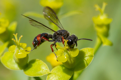 Cerceris concinna
