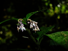 Solanum oppositifolium