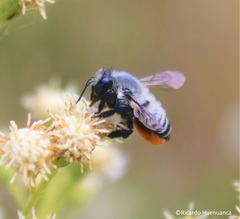 Megachile pollinosa