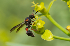 Leptochilus cruentatus
