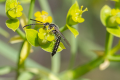 Poecilotiphia gracilis
