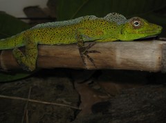 Anolis transversalis