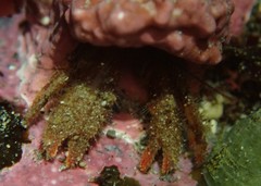 Discorsopagurus schmitti