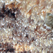 Sebadoris nubilosa - Photo (c) uwkwaj, algunos derechos reservados (CC BY-NC), subido por uwkwaj