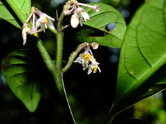 Solanum oppositifolium