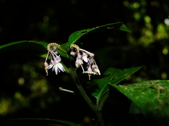 Solanum oppositifolium