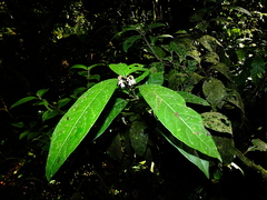 Solanum oppositifolium