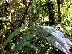 Solanum oppositifolium