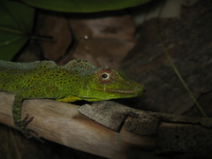 Anolis transversalis