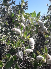 Oxypetalum tomentosum