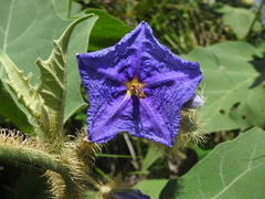 Solanum crinitum