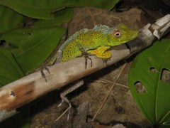 Anolis transversalis