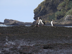 Leucocarbo georgianus