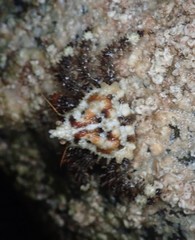 Phyllolithodes papillosus