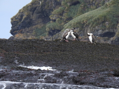 Leucocarbo georgianus