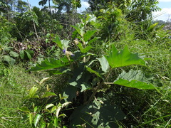 Solanum crinitum