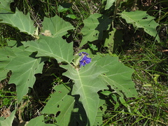 Solanum crinitum