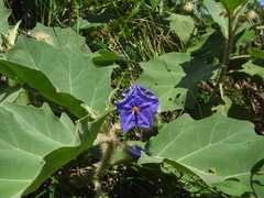 Solanum crinitum