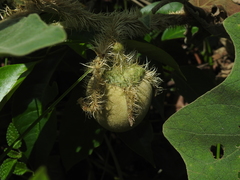 Solanum crinitum