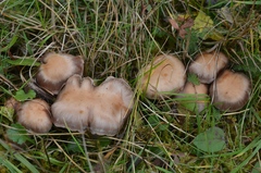 Cortinarius saturninus