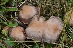 Cortinarius saturninus