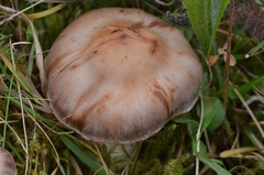 Cortinarius saturninus