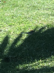 Motacilla alba