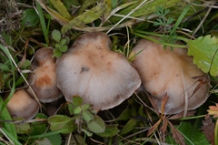 Cortinarius saturninus