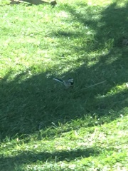 Motacilla alba