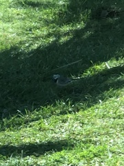 Motacilla alba