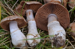 Cortinarius saturninus
