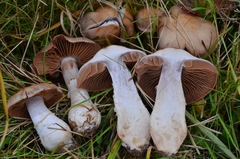 Cortinarius saturninus