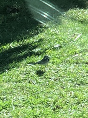 Motacilla alba