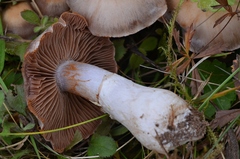 Cortinarius saturninus