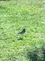 Motacilla alba