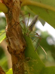 Atopozelus