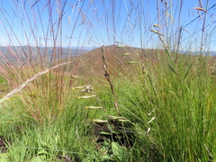 Silene burchellii modesta