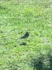 Motacilla alba