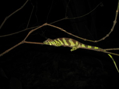 Anolis transversalis