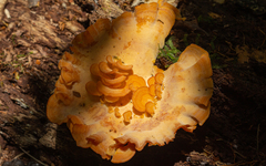 Polyporales